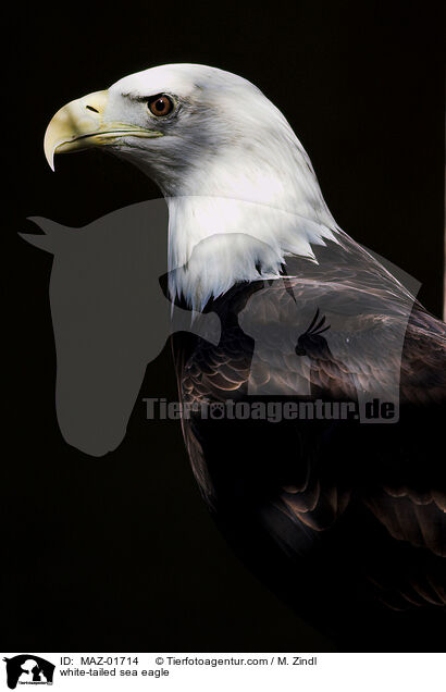 Seeadler / white-tailed sea eagle / MAZ-01714