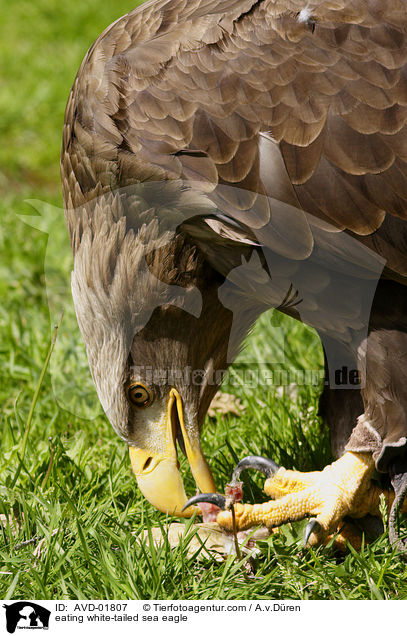 eating white-tailed sea eagle / AVD-01807