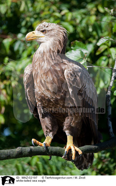 Seeadler / white-tailed sea eagle / MAZ-02197