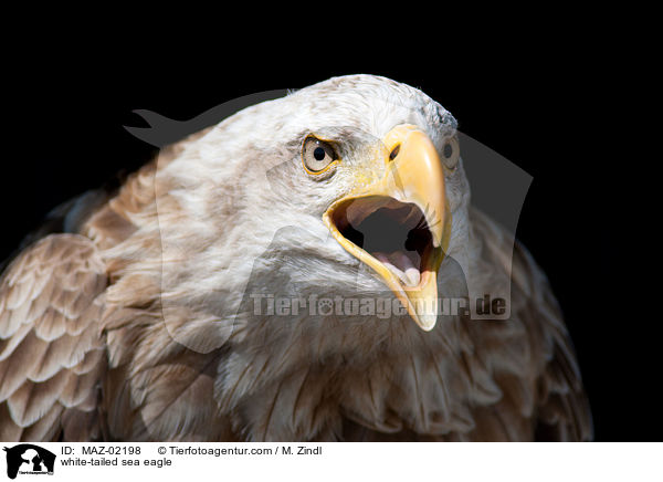 Seeadler / white-tailed sea eagle / MAZ-02198