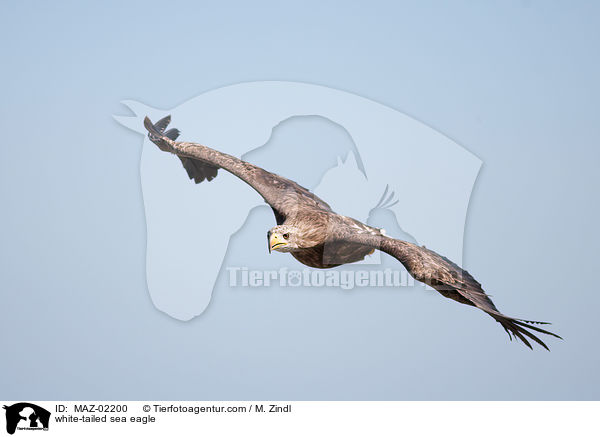 Seeadler / white-tailed sea eagle / MAZ-02200