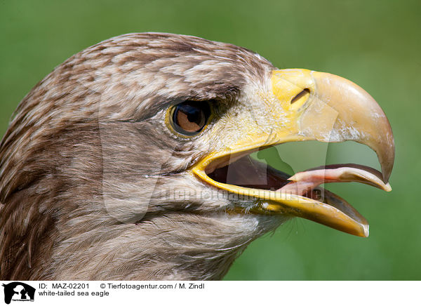 Seeadler / white-tailed sea eagle / MAZ-02201