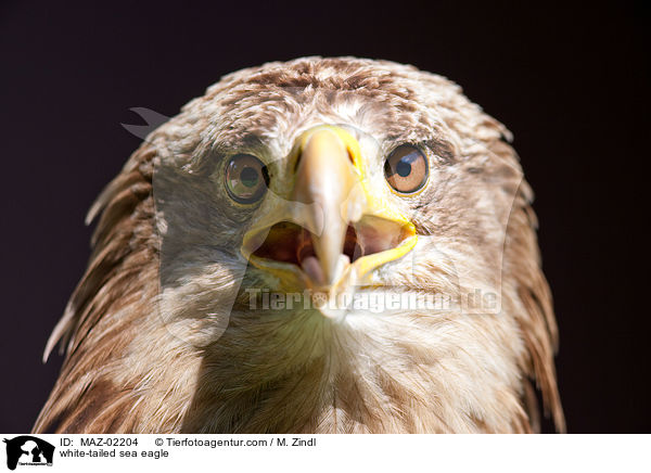 Seeadler / white-tailed sea eagle / MAZ-02204