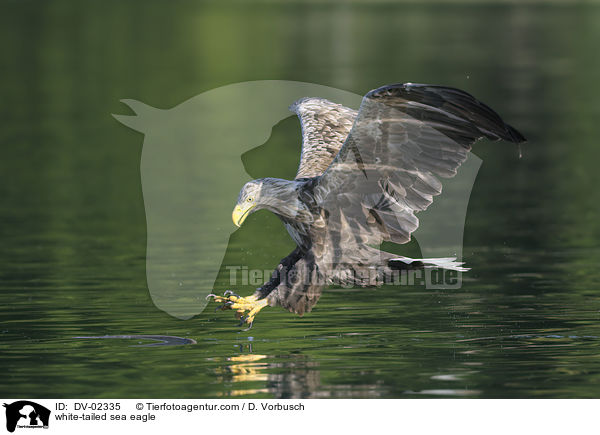 Seeadler / white-tailed sea eagle / DV-02335