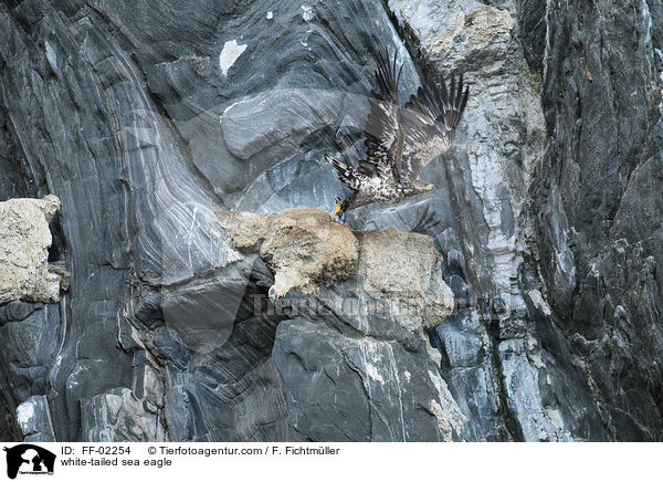 Seeadler / white-tailed sea eagle / FF-02254