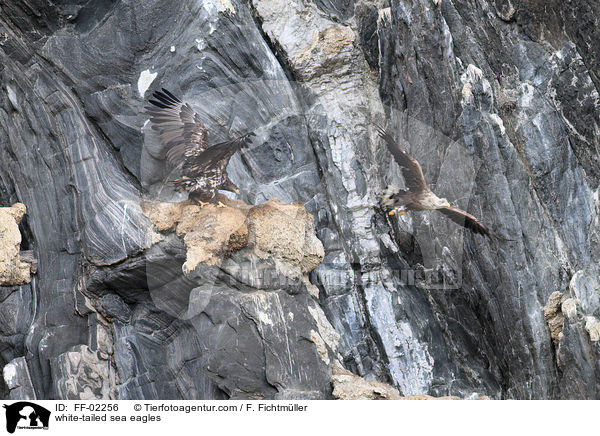 Seeadler / white-tailed sea eagles / FF-02256