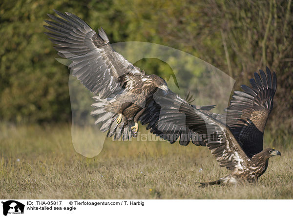 Seeadler / white-tailed sea eagle / THA-05817