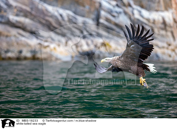 Seeadler / white-tailed sea eagle / MBS-18233