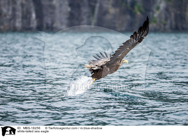 Seeadler / white-tailed sea eagle / MBS-18256
