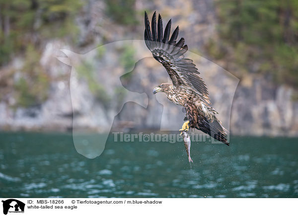 Seeadler / white-tailed sea eagle / MBS-18266