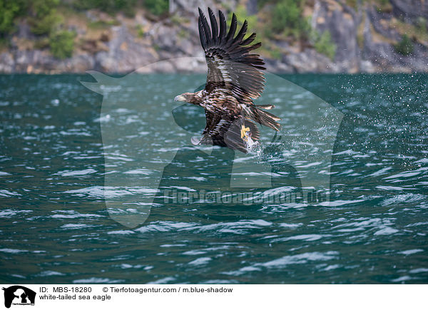 Seeadler / white-tailed sea eagle / MBS-18280