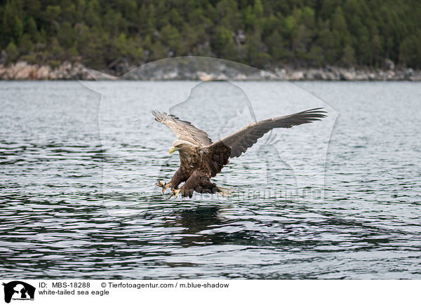 Seeadler / white-tailed sea eagle / MBS-18288