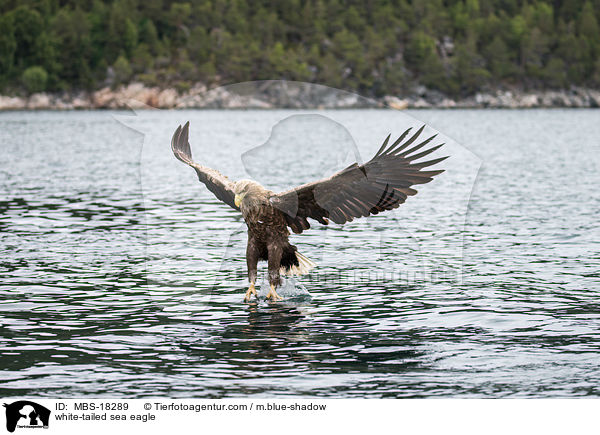 Seeadler / white-tailed sea eagle / MBS-18289