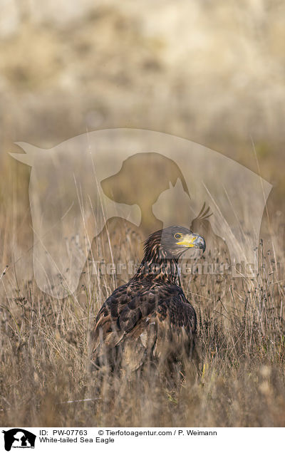 White-tailed Sea Eagle / PW-07763