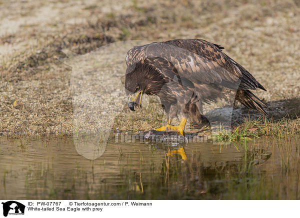 White-tailed Sea Eagle with prey / PW-07767