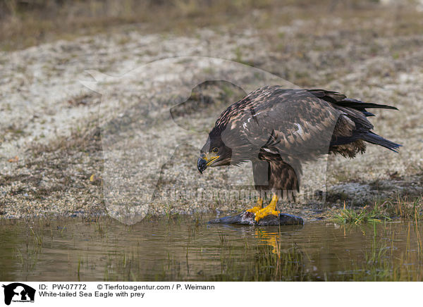 White-tailed Sea Eagle with prey / PW-07772