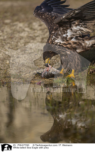 White-tailed Sea Eagle with prey / PW-07780