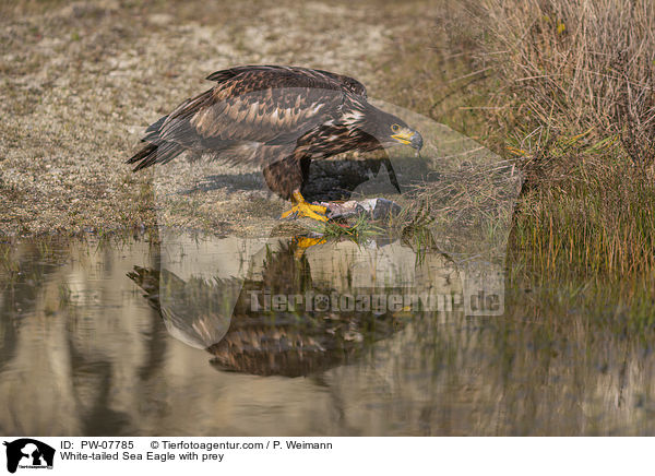 White-tailed Sea Eagle with prey / PW-07785