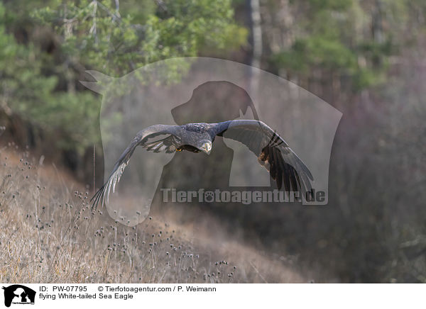 flying White-tailed Sea Eagle / PW-07795