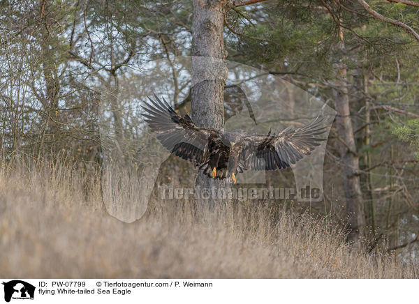 flying White-tailed Sea Eagle / PW-07799