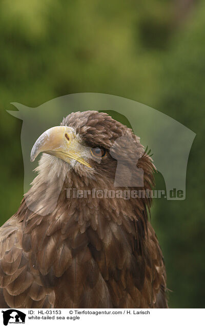 white-tailed sea eagle / HL-03153