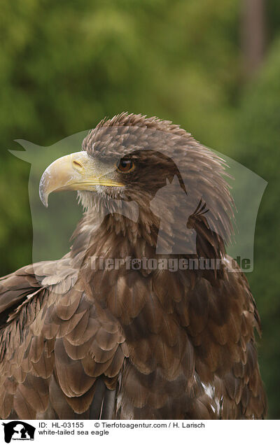 white-tailed sea eagle / HL-03155