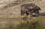 White-tailed Sea Eagle with prey