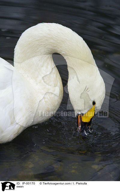 Singschwan / swan / IP-00170