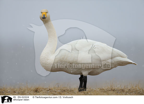 Singschwan / whooper swan / DV-02224