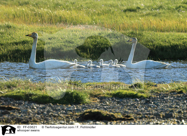 whooper swans / FF-03621