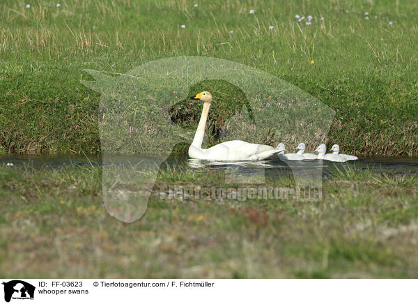 whooper swans / FF-03623