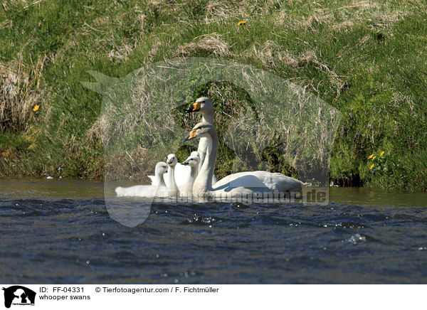 whooper swans / FF-04331
