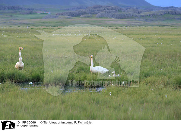 whooper swans / FF-05066