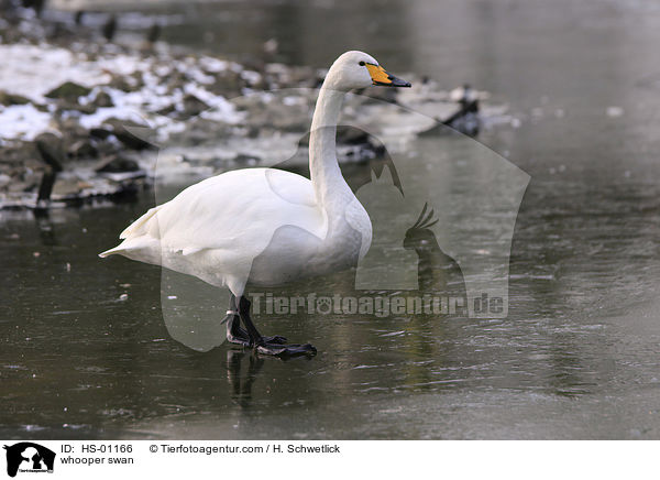 whooper swan / HS-01166