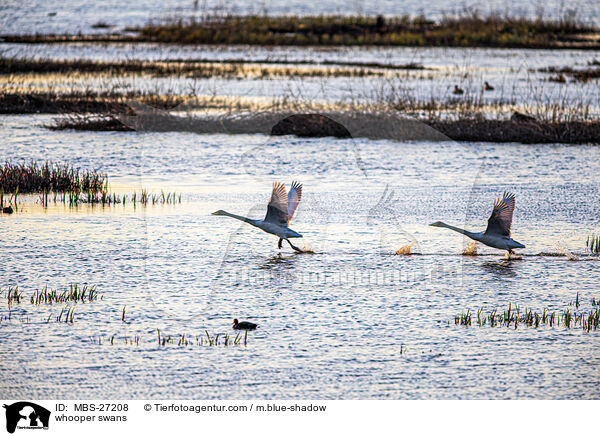 Singschwne / whooper swans / MBS-27208