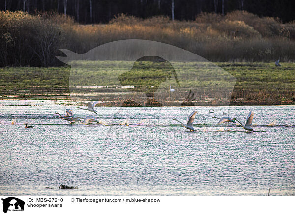 whooper swans / MBS-27210