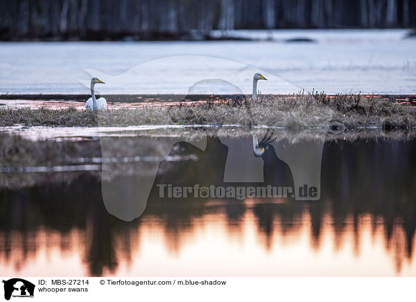 whooper swans / MBS-27214