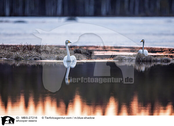 Singschwne / whooper swans / MBS-27216