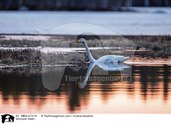 Singschwan / whooper swan / MBS-27219