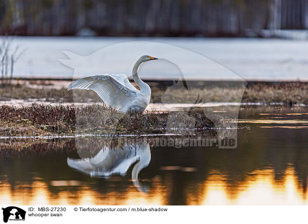 Singschwan / whooper swan / MBS-27230