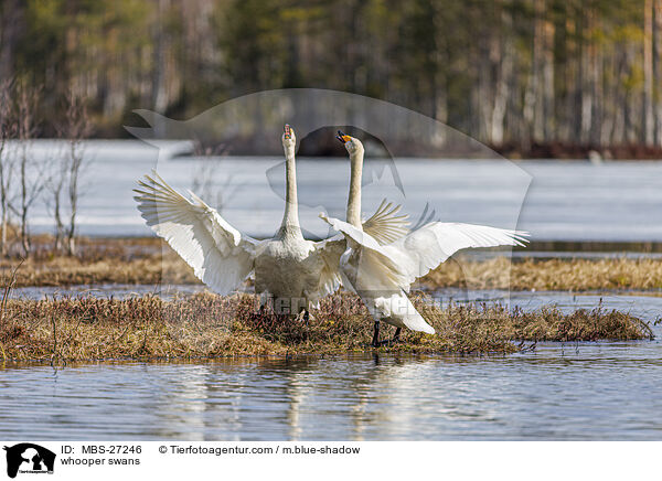 whooper swans / MBS-27246