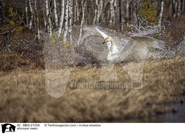 Singschwan / whooper swan / MBS-27258