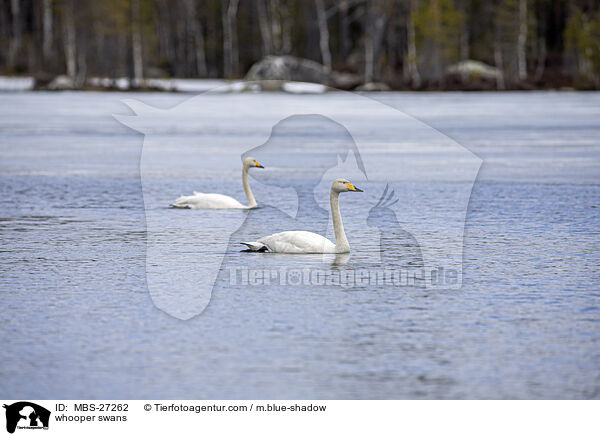 whooper swans / MBS-27262