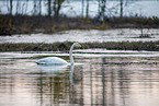 whooper swan