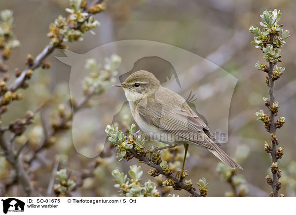 willow warbler / SO-01675