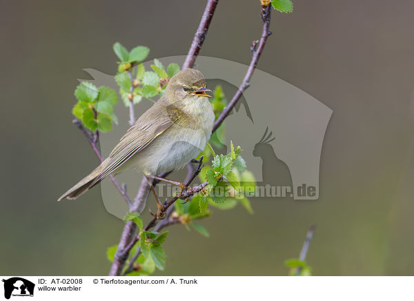 Fitis / willow warbler / AT-02008