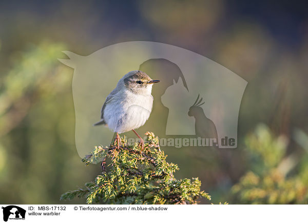Fitis / willow warbler / MBS-17132