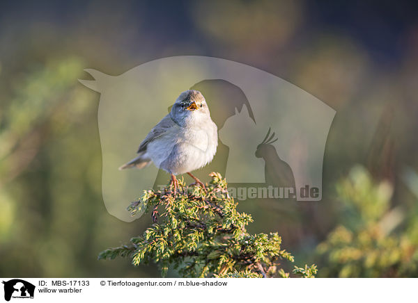 Fitis / willow warbler / MBS-17133