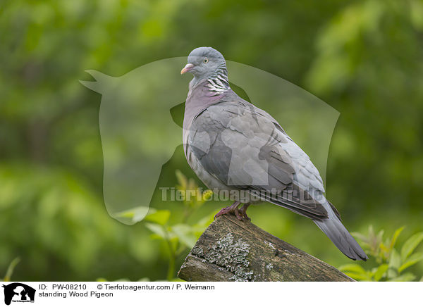standing Wood Pigeon / PW-08210
