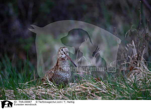 Waldschnepfe / Eurasian woodcock / THA-09887